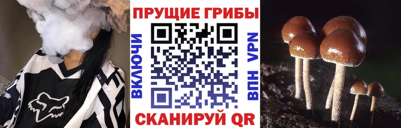 Псилоцибиновые грибы Psilocybe  Пикалёво 